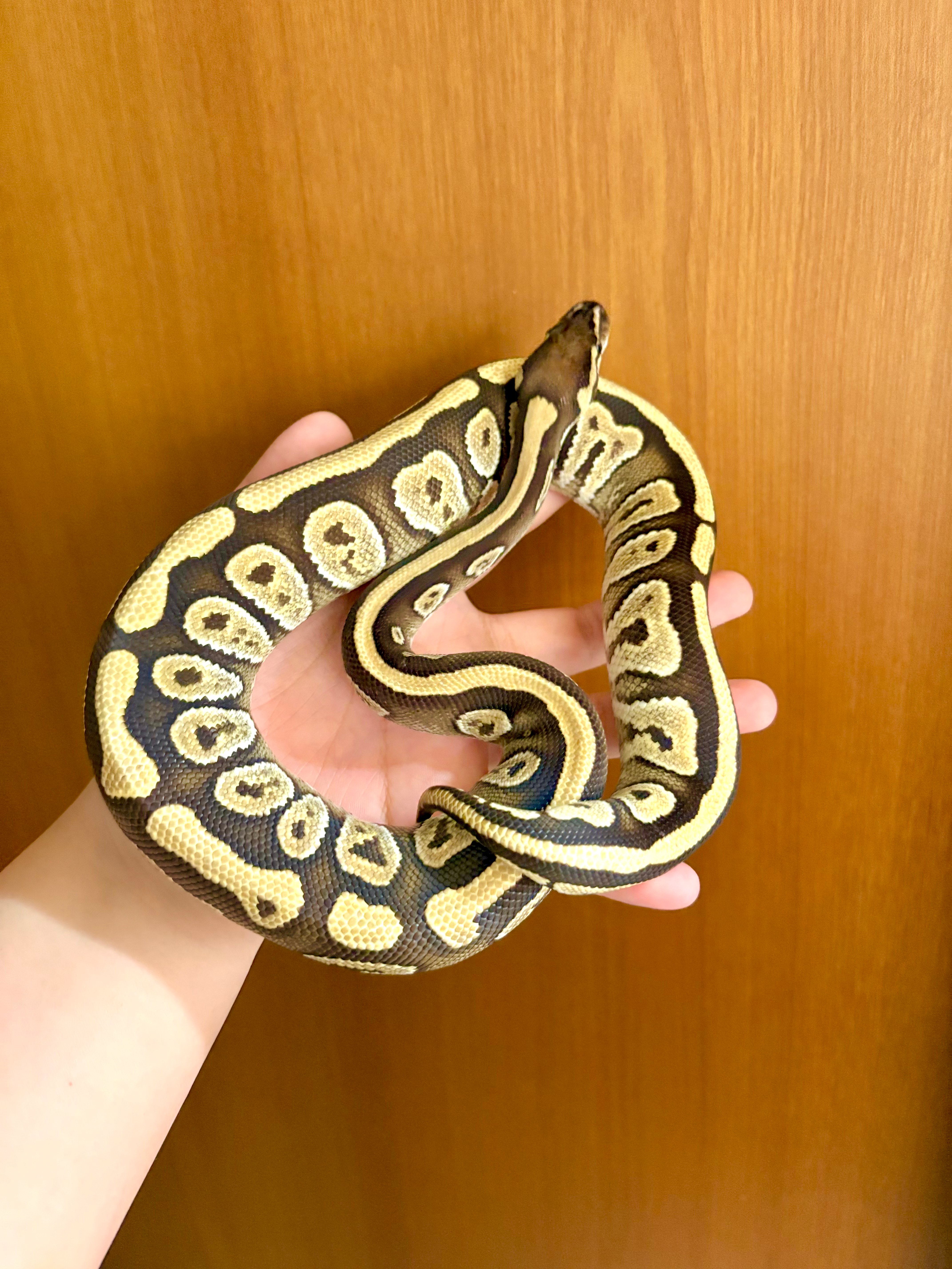 【完売】ボールパイソン モハベposNRマンダリンhetゴースト メス