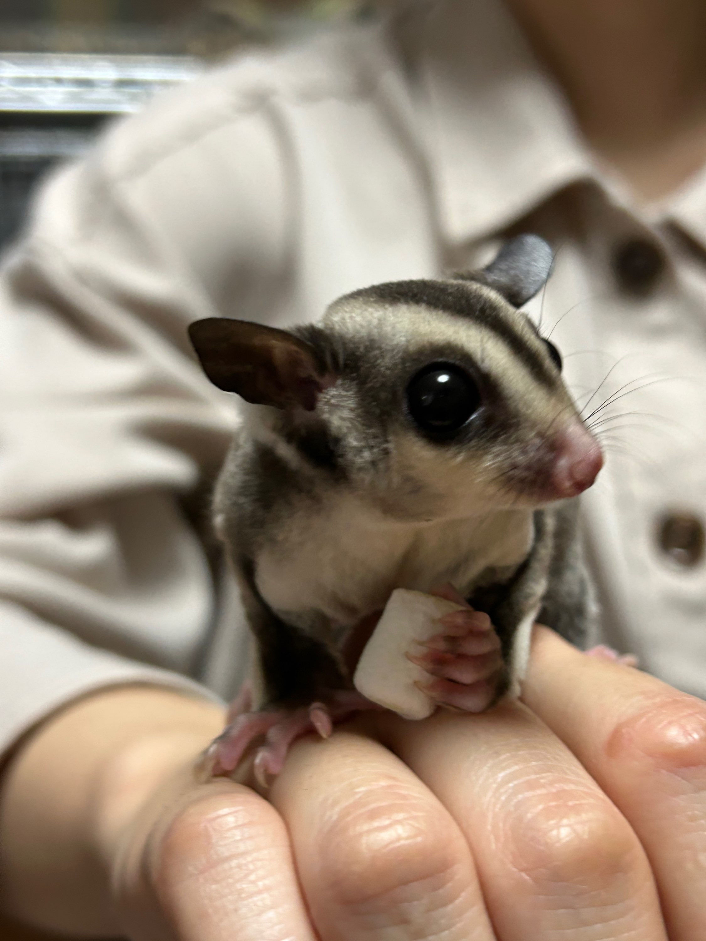 【完売】フクロモモンガ ノーマルhetリューシ オス