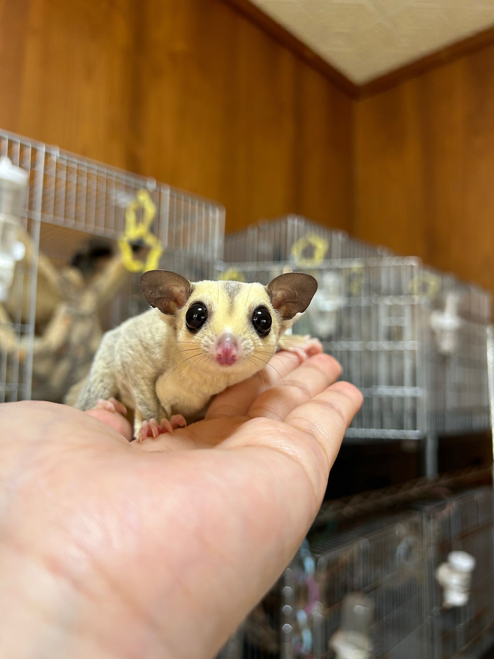 サムネイル： 【完売】フクロモモンガ プラチナリューシ メス