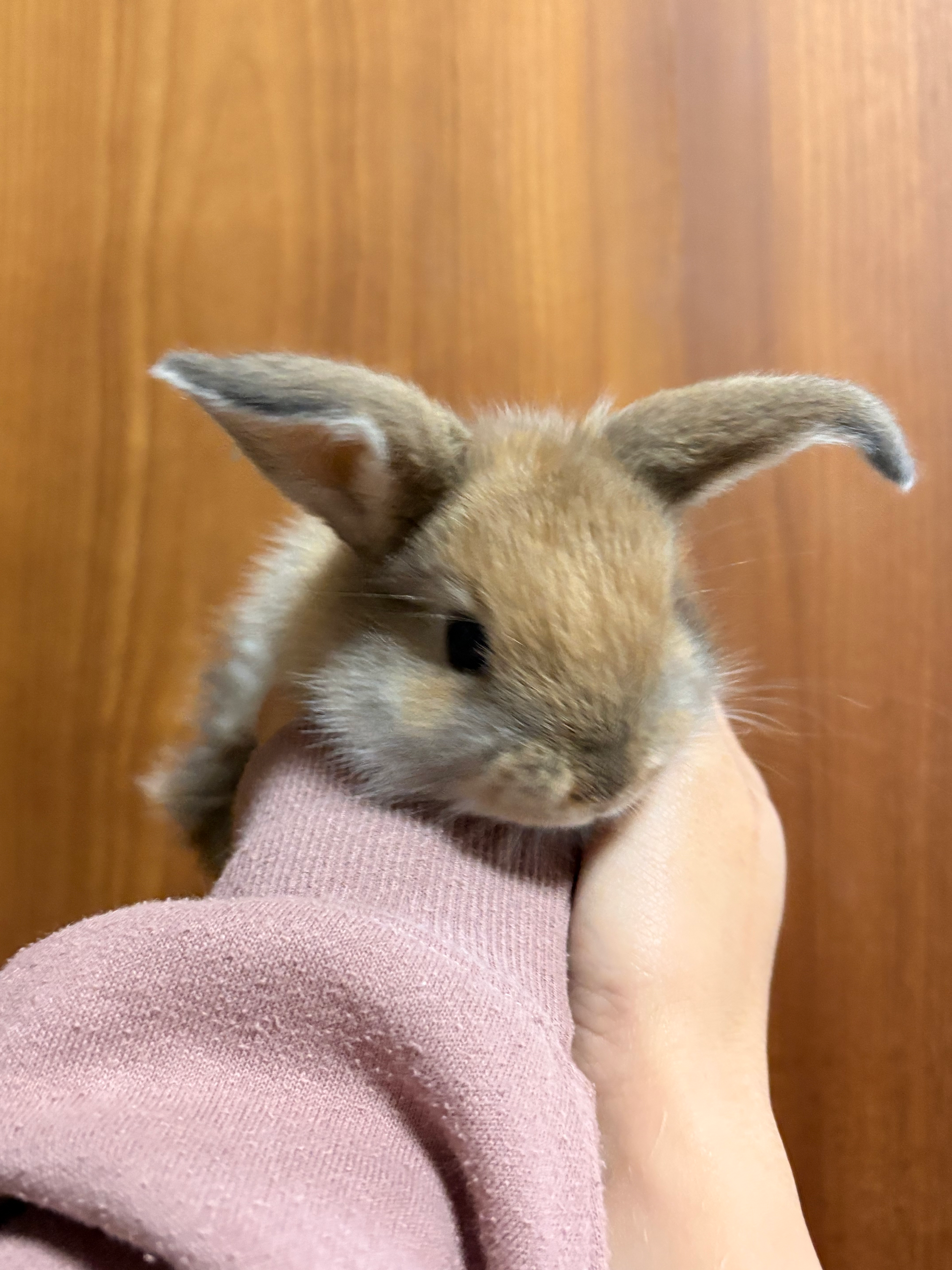 【完売】ミニロップ  雌雄不明