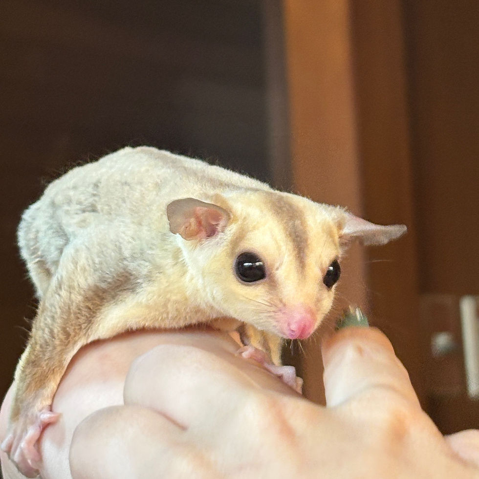 サムネイル： 【完売】フクロモモンガ カリミノ WF メス