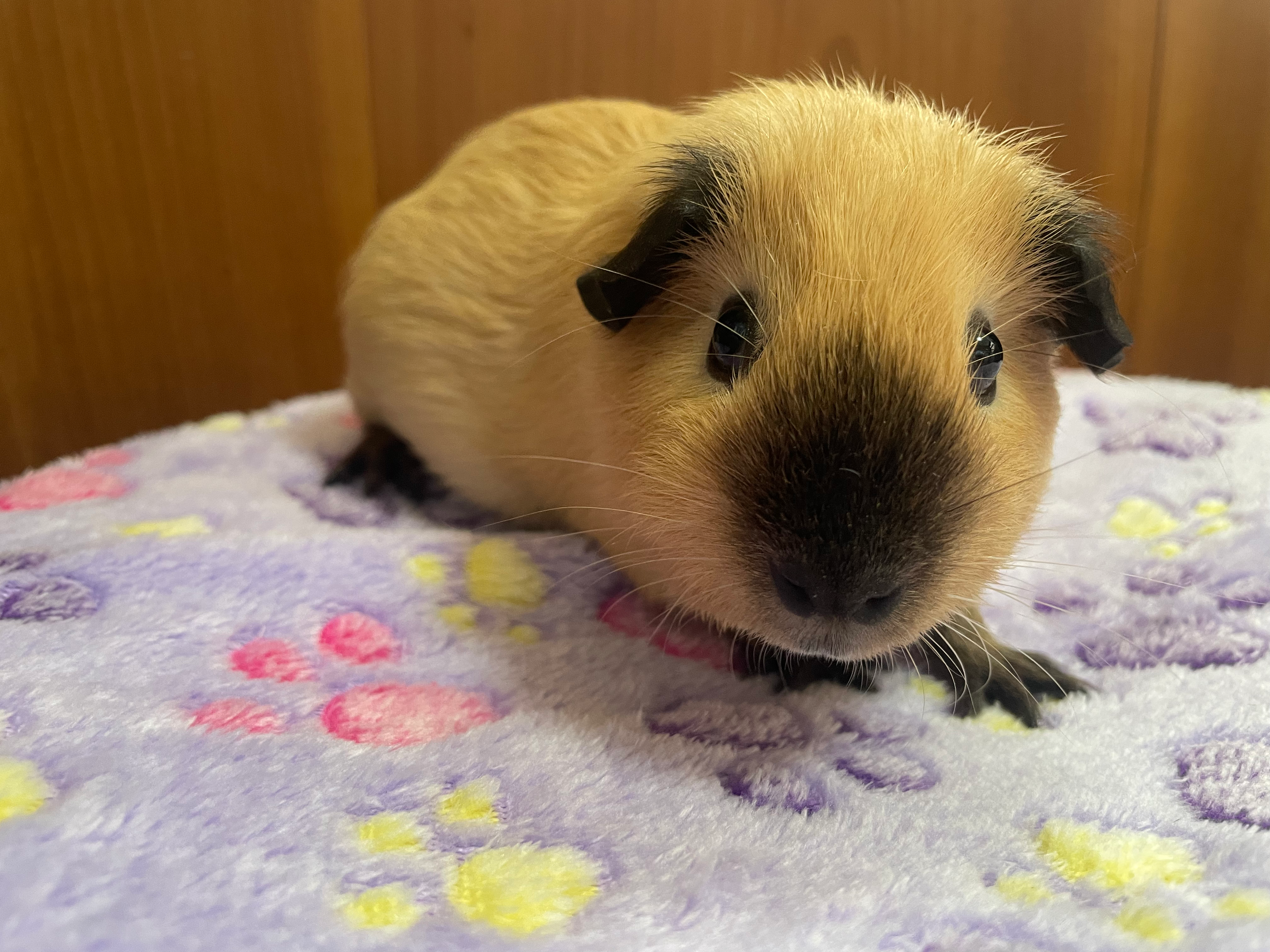 【完売】ロシアンスモークモルモット クリーム×ブラックポイント オス