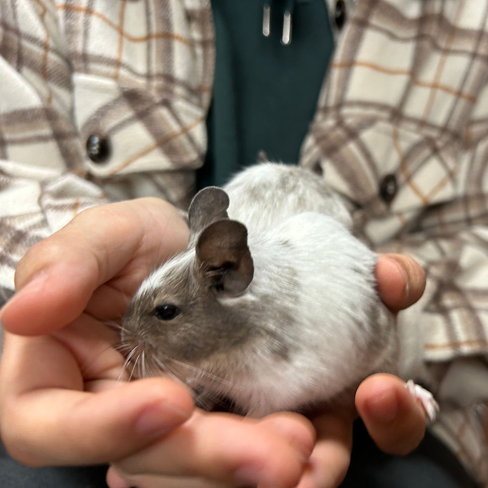 サムネイル： 【完売】デグー ブルーパイド メス
