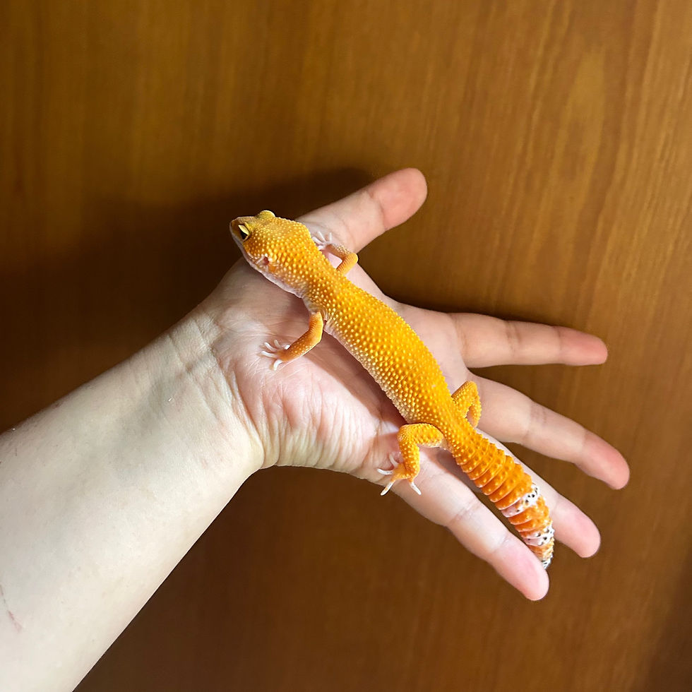 サムネイル： 【完売】レオパ マンダリン メス