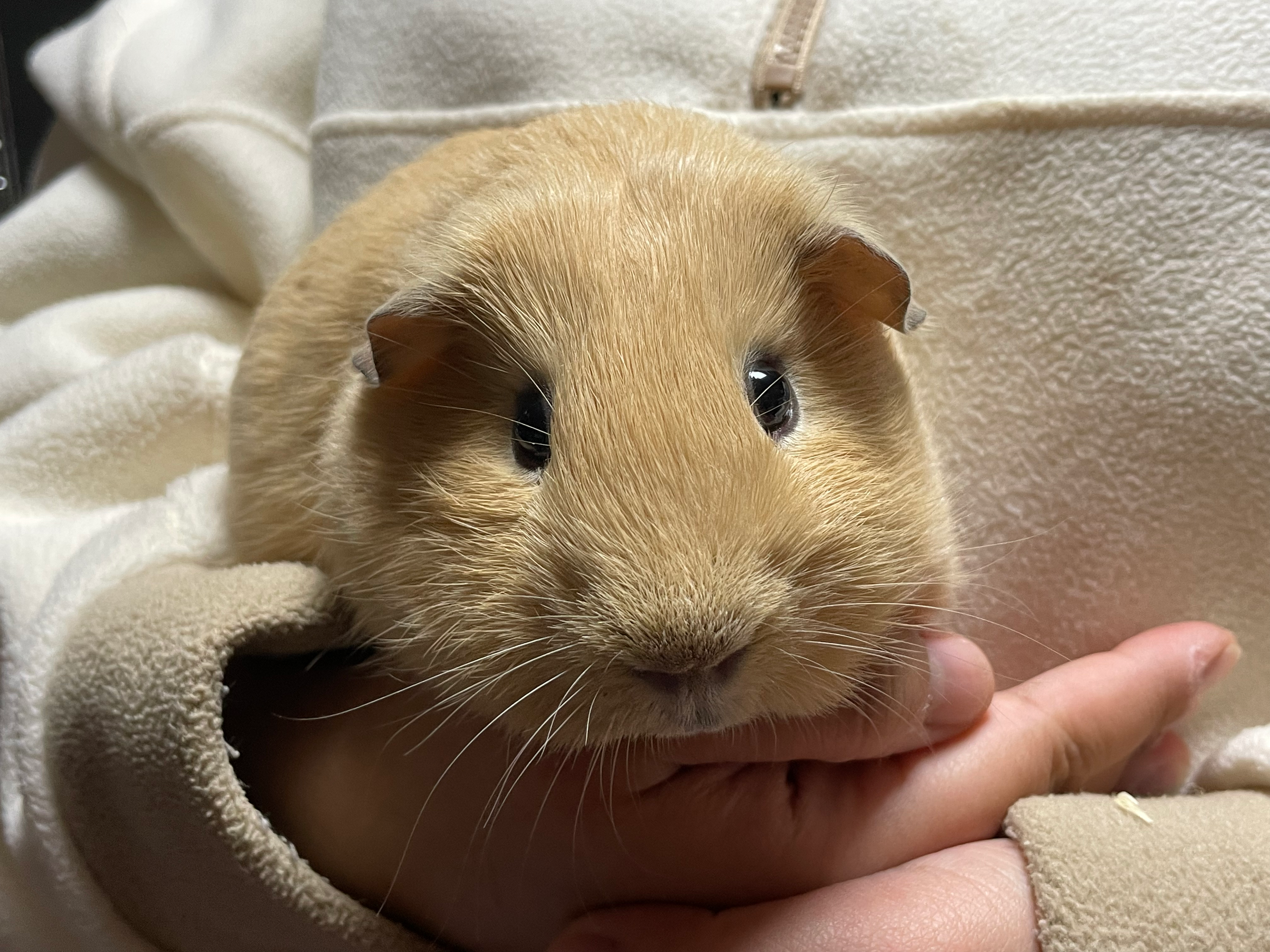 【完売】ロシアンモルモット クリーム オス