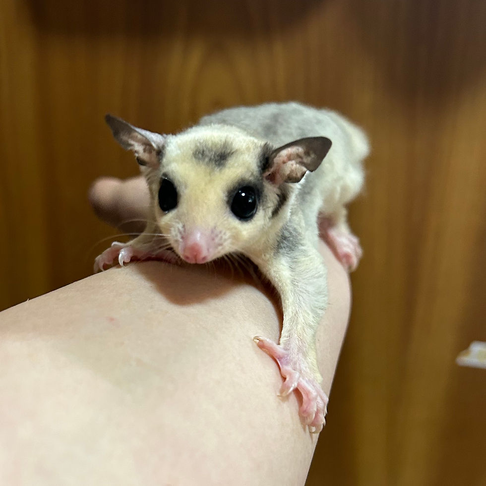 サムネイル： 【完売】フクロモモンガ モザイク メス