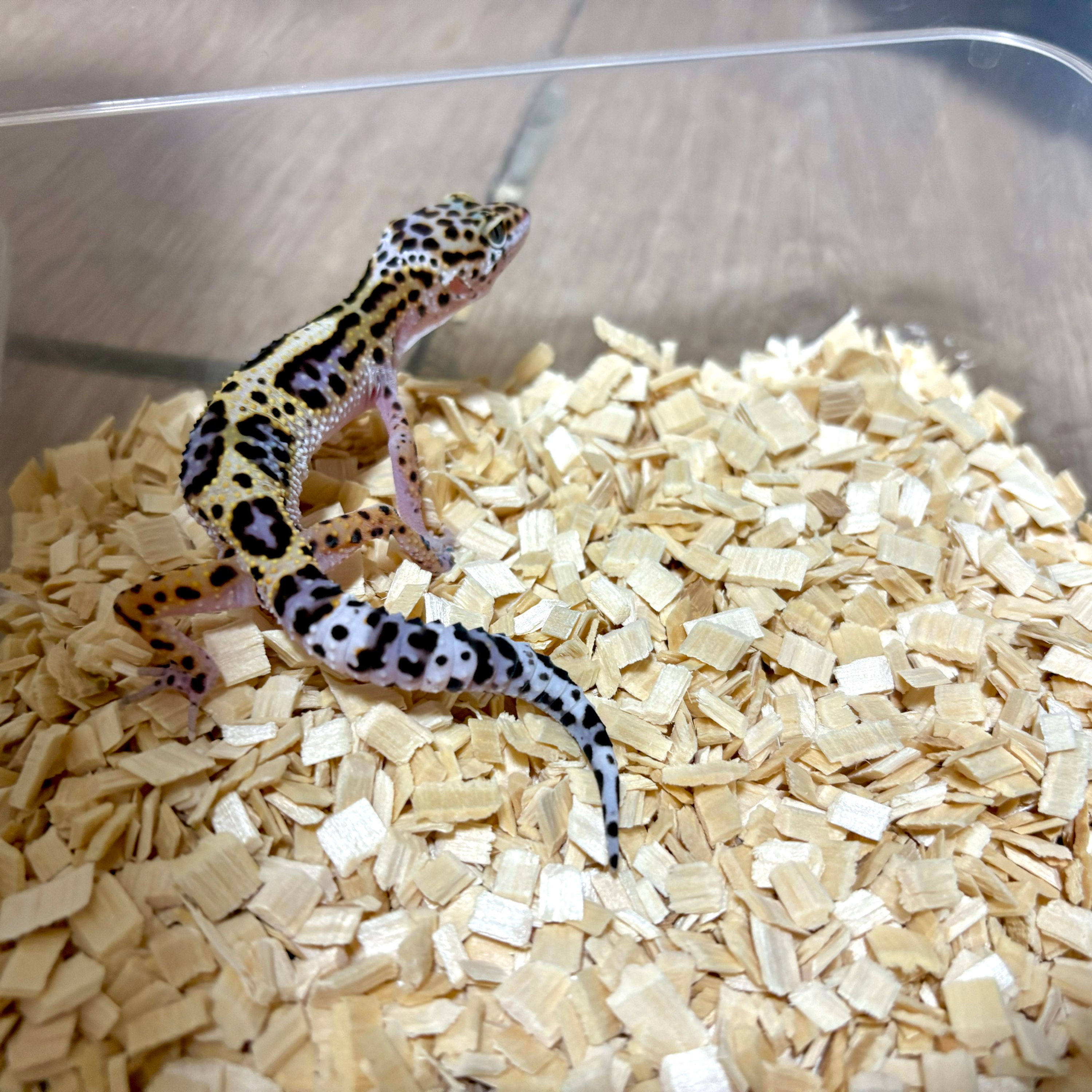 【完売】レオパ ノーマル メス