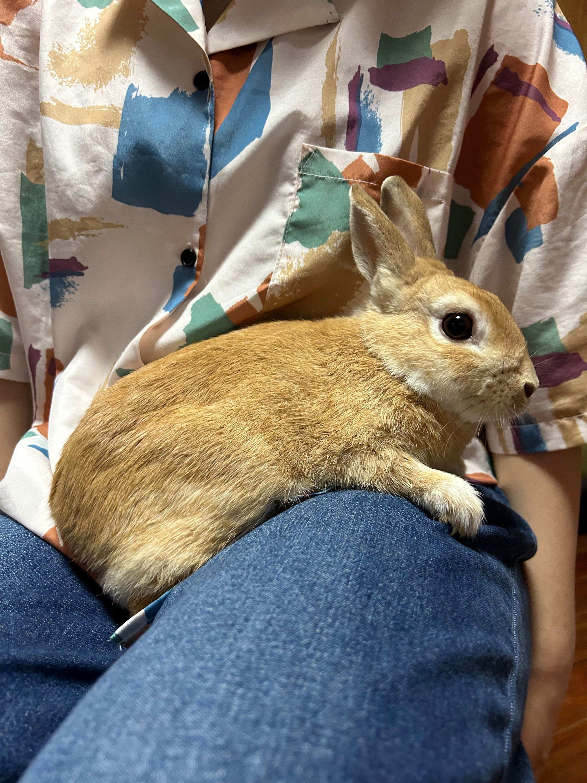 【完売】ネザーランドドワーフ オレンジ オス