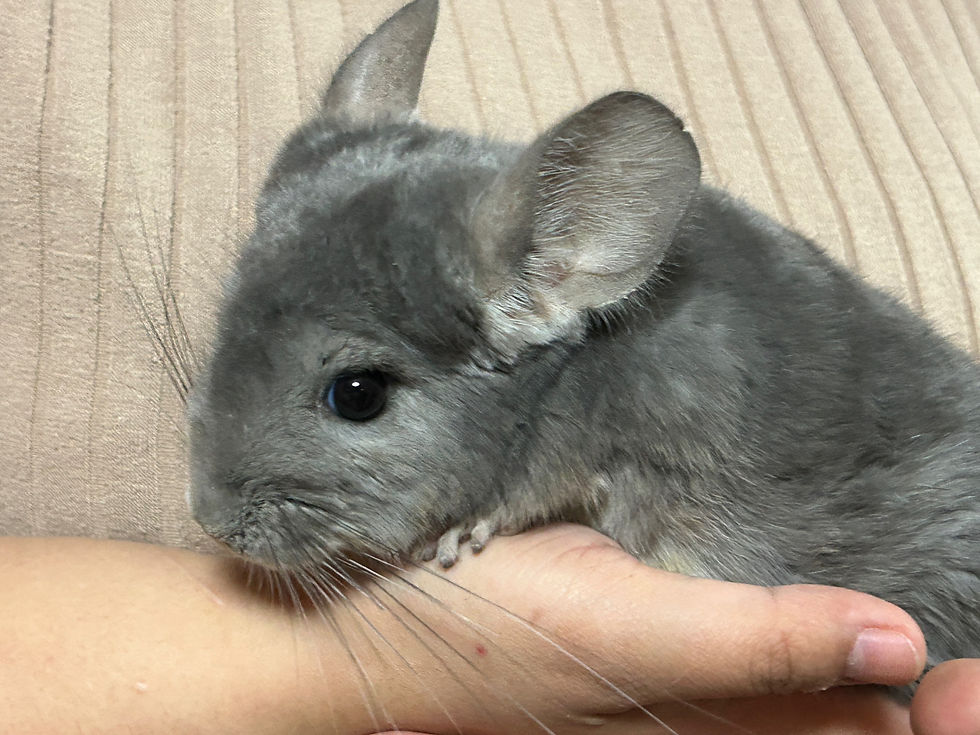 サムネイル： 【完売】チンチラ バイオレット オス