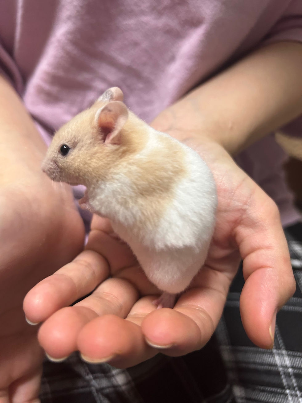 【完売】カラーハムスター クリームバンデット メス
