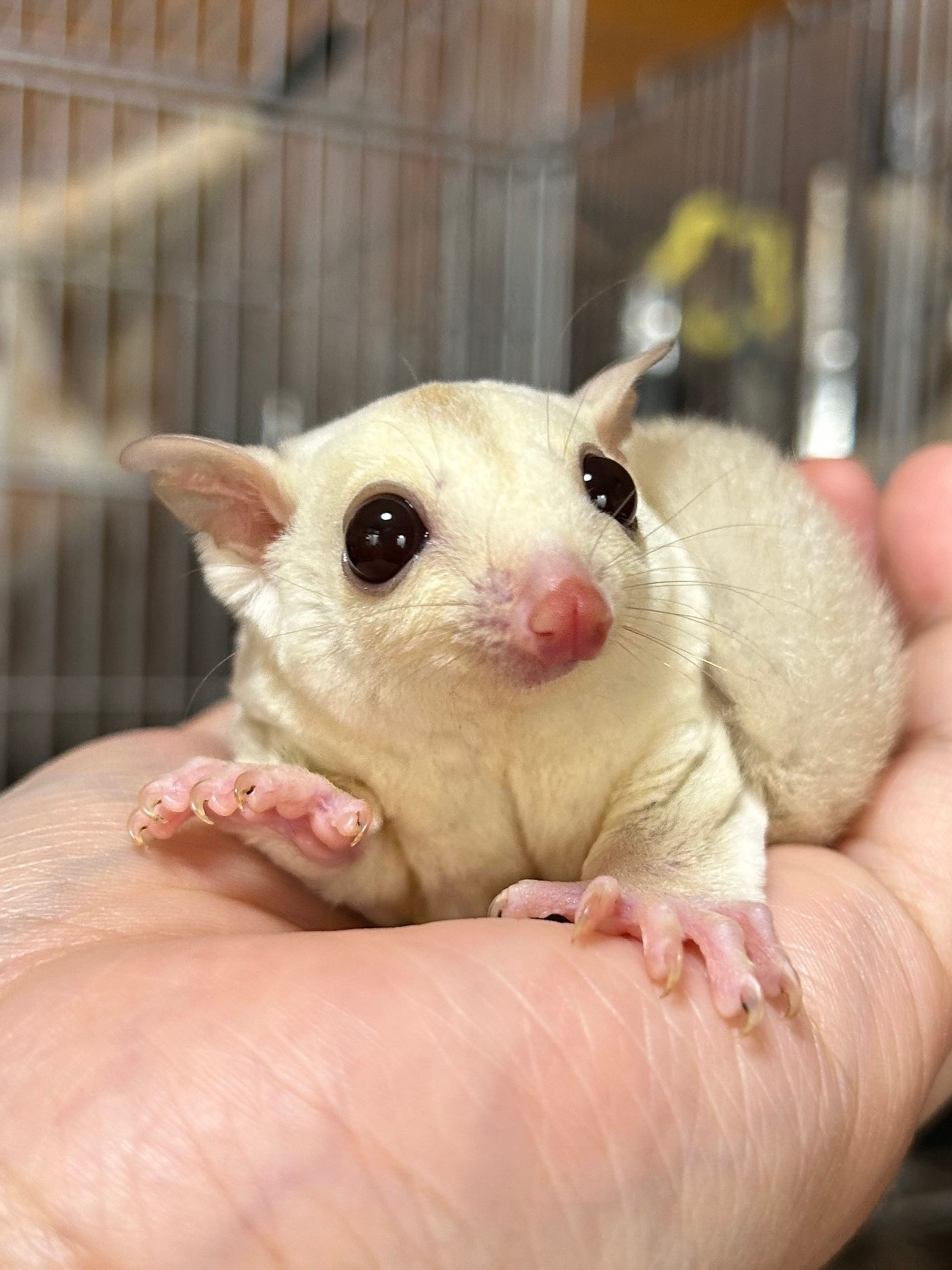 【完売】フクロモモンガ　クリミノ　オス