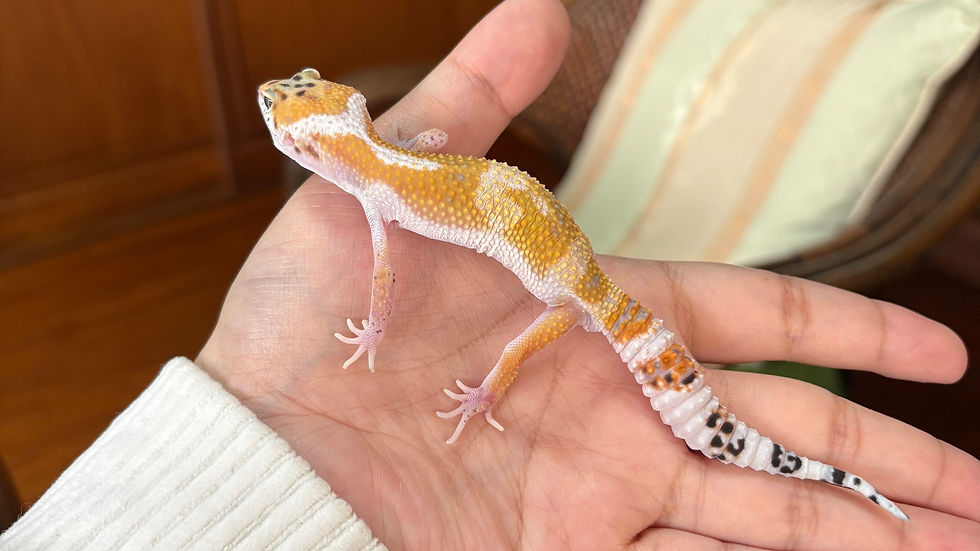 【完売】レオパ スノーhetエクリプス オス 