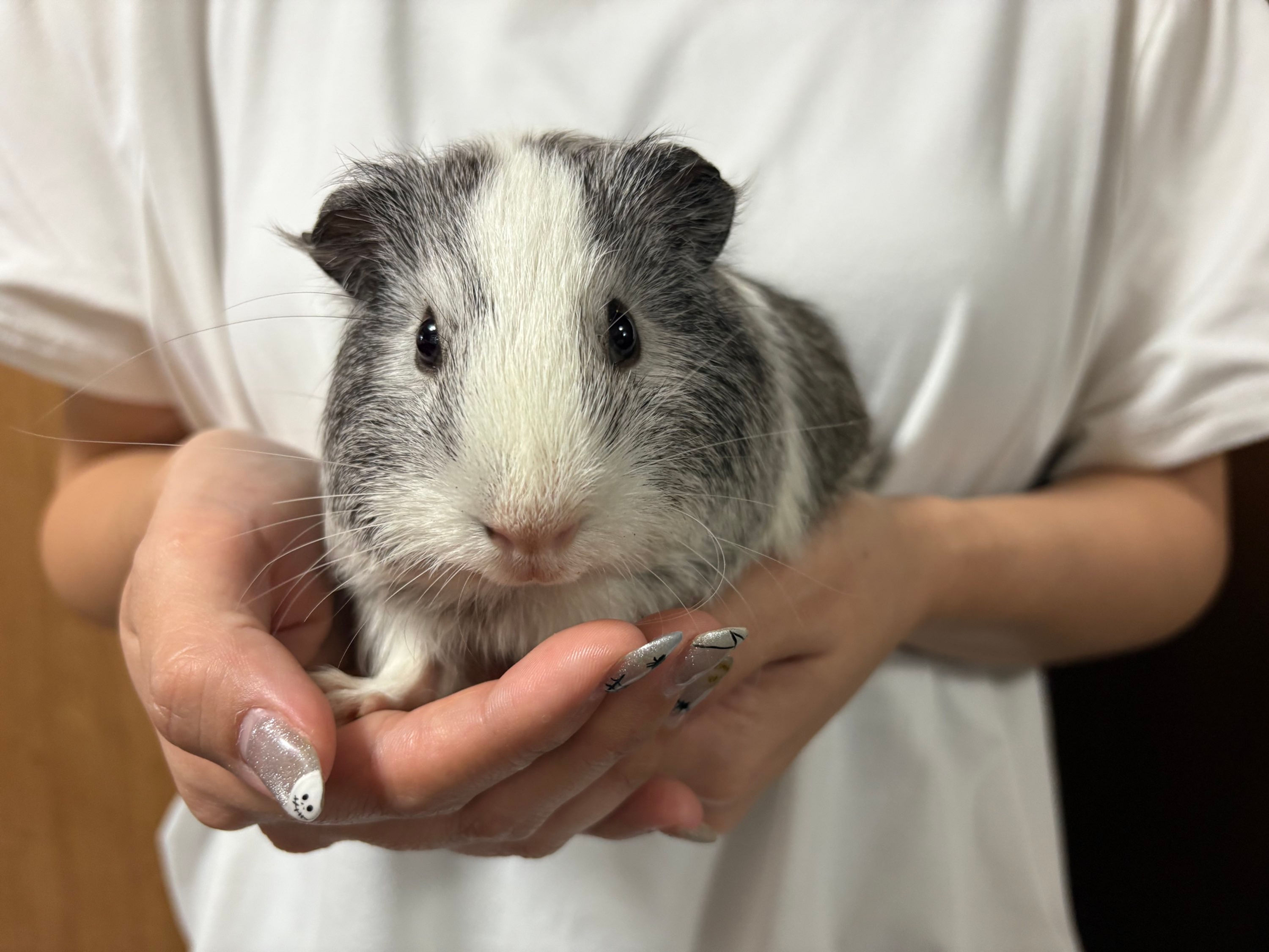 【完売】モルモット シルバー系 オス