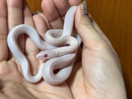 シロヘビさん🐍