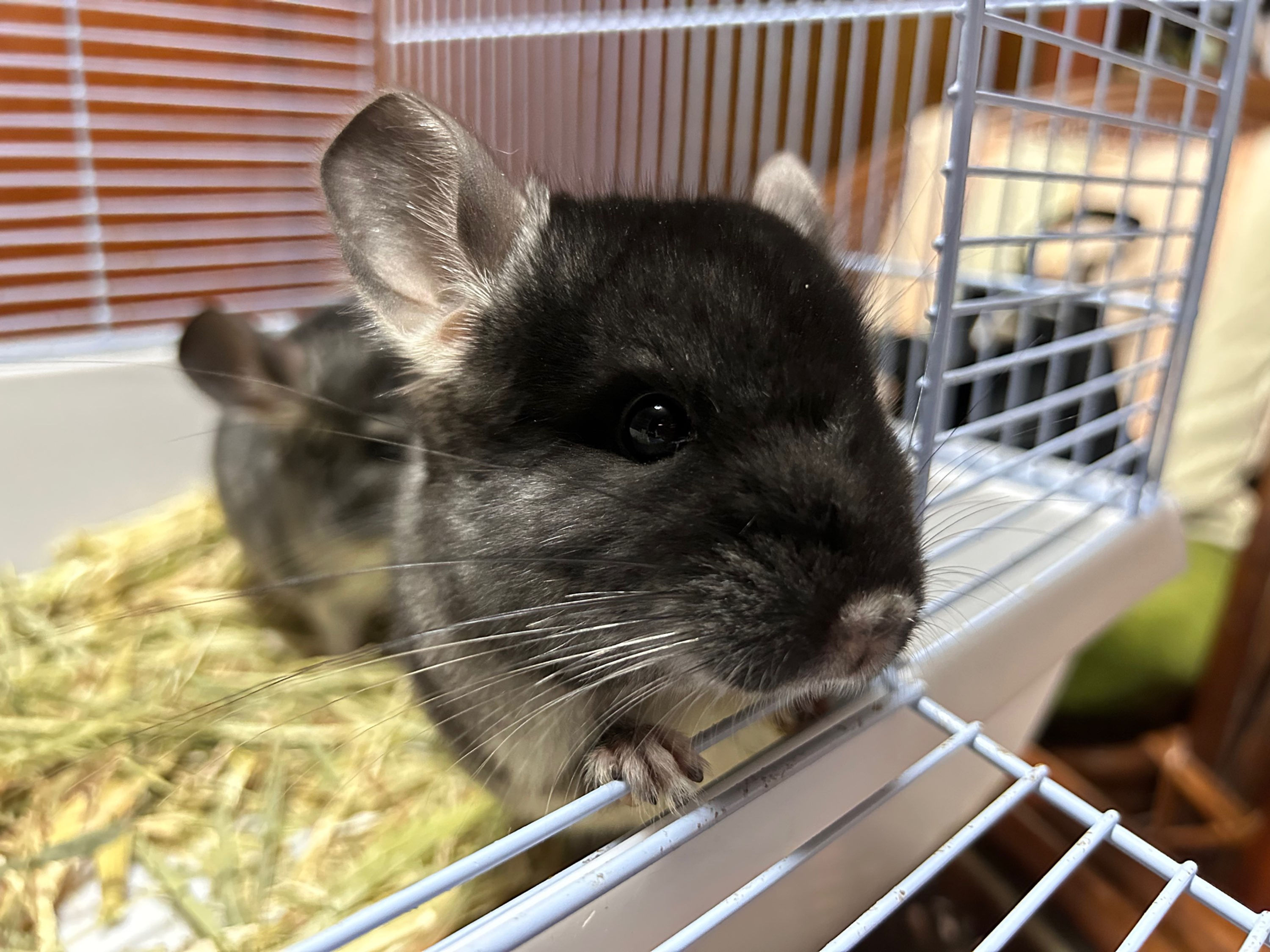 【完売】チンチラ ブラックベルベット メス