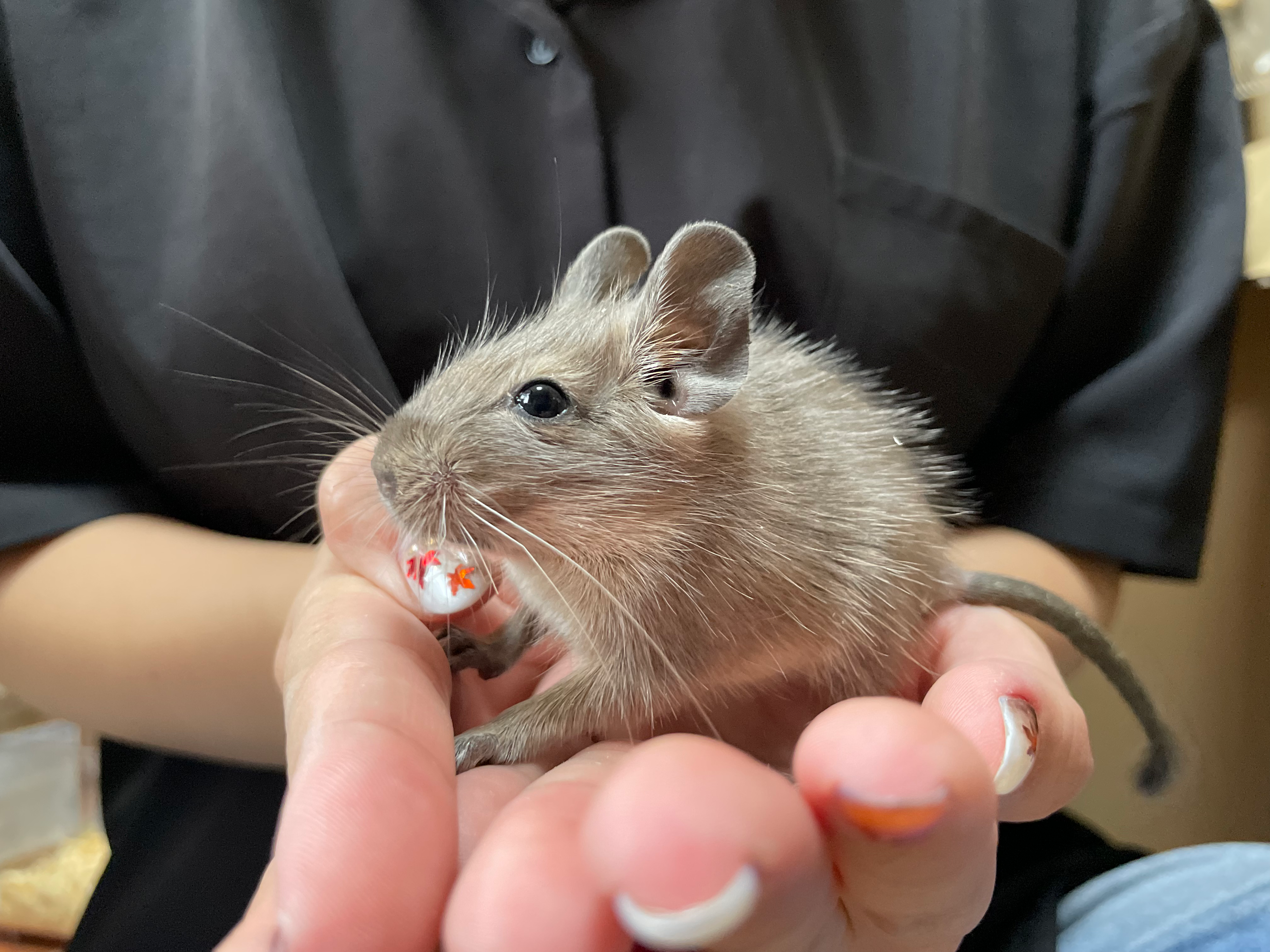 【完売】デグー ブルー オス