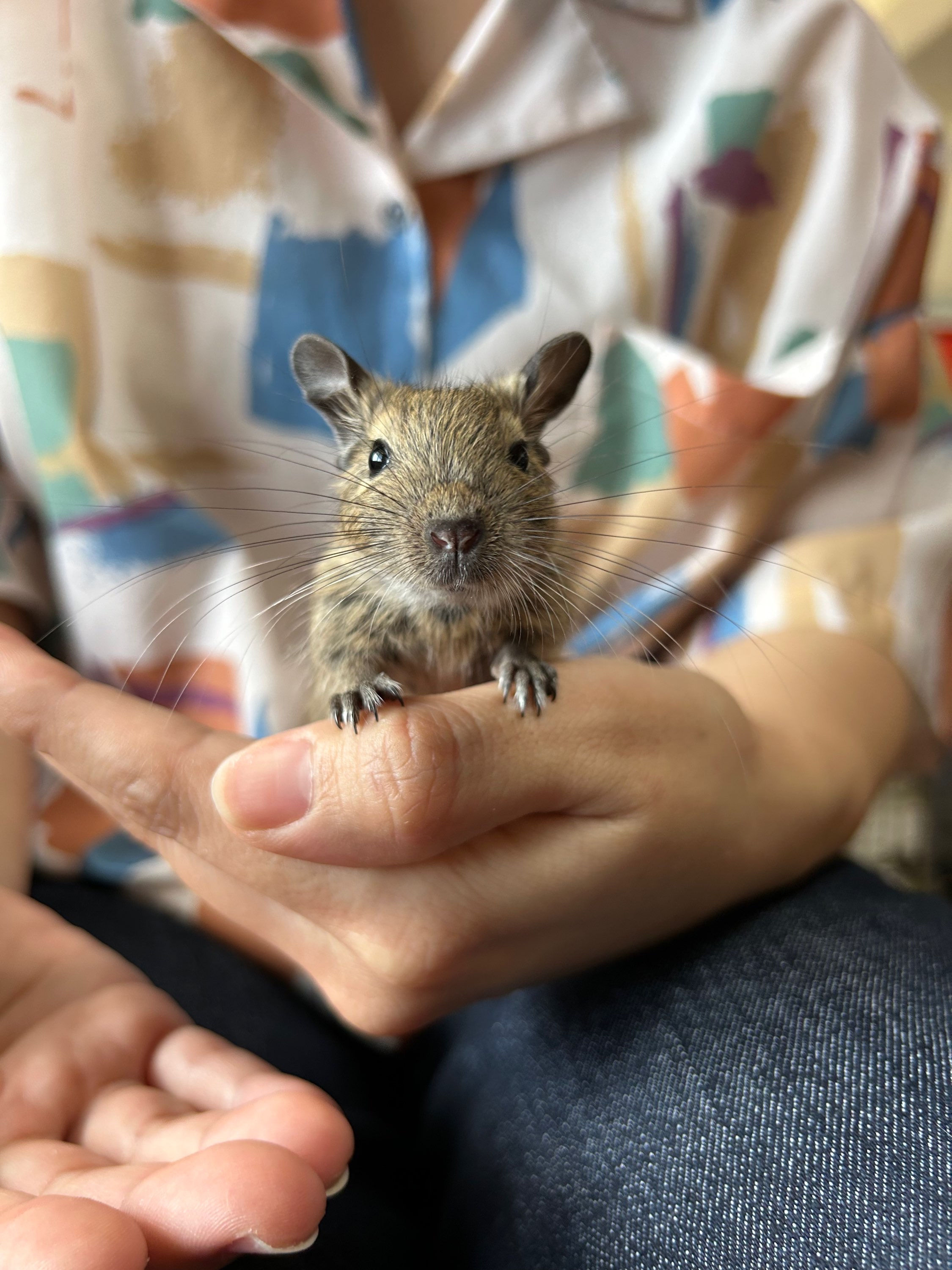 【完売】デグー アグーチ メス