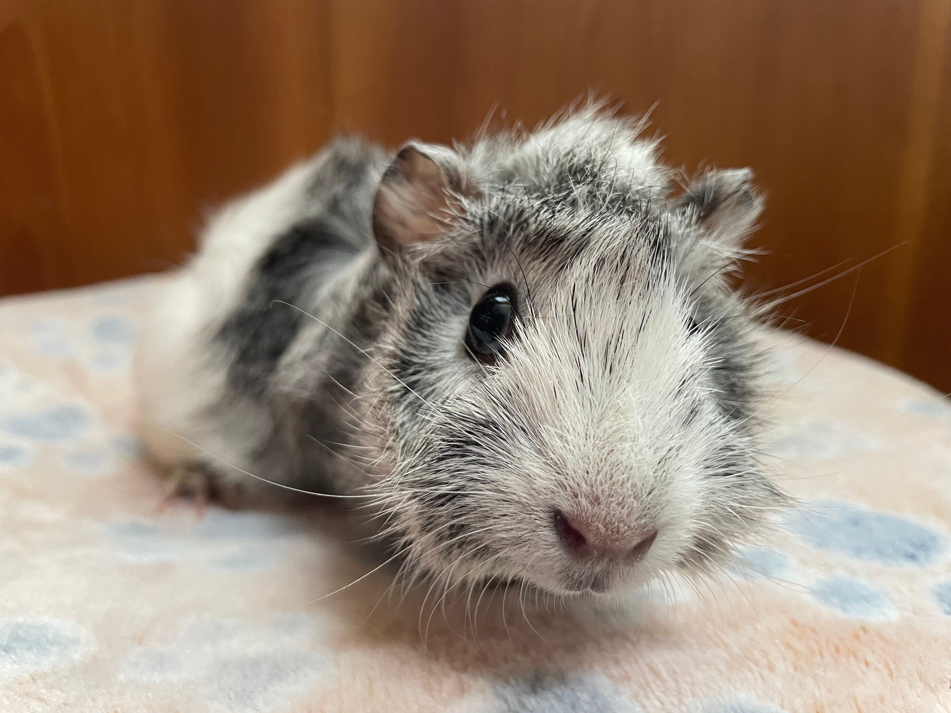 【完売】アビシニアンモルモット メス