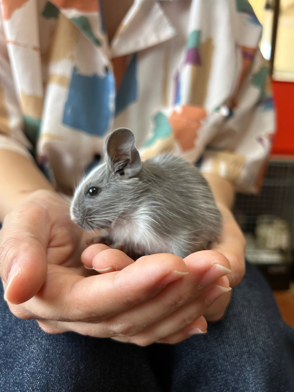 サムネイル： 【完売】デグー バイオレットパイド オス