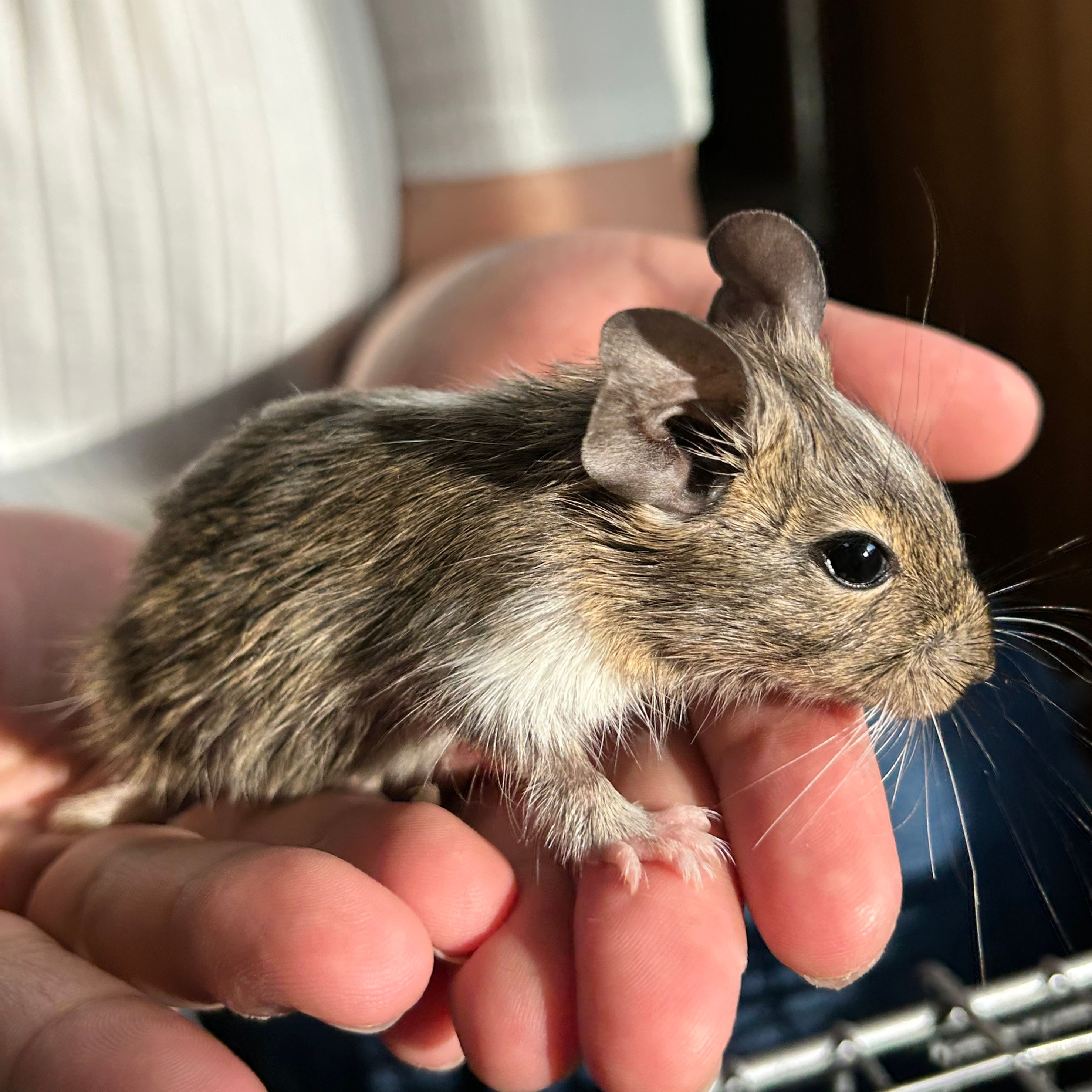 【完売】デグー アグーチパイド メス