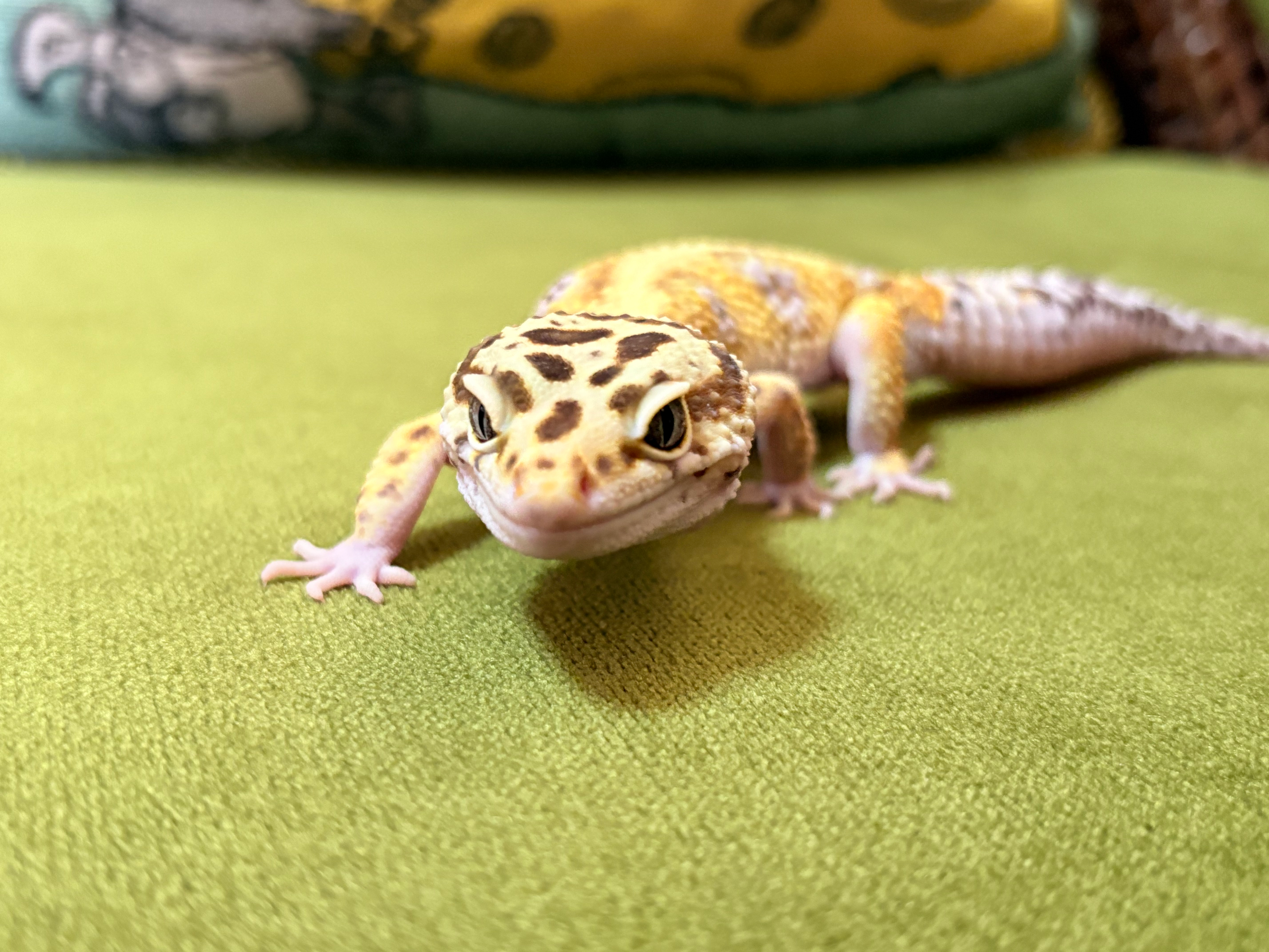 【完売】レオパ レッドストライプhetレインウォーター オス