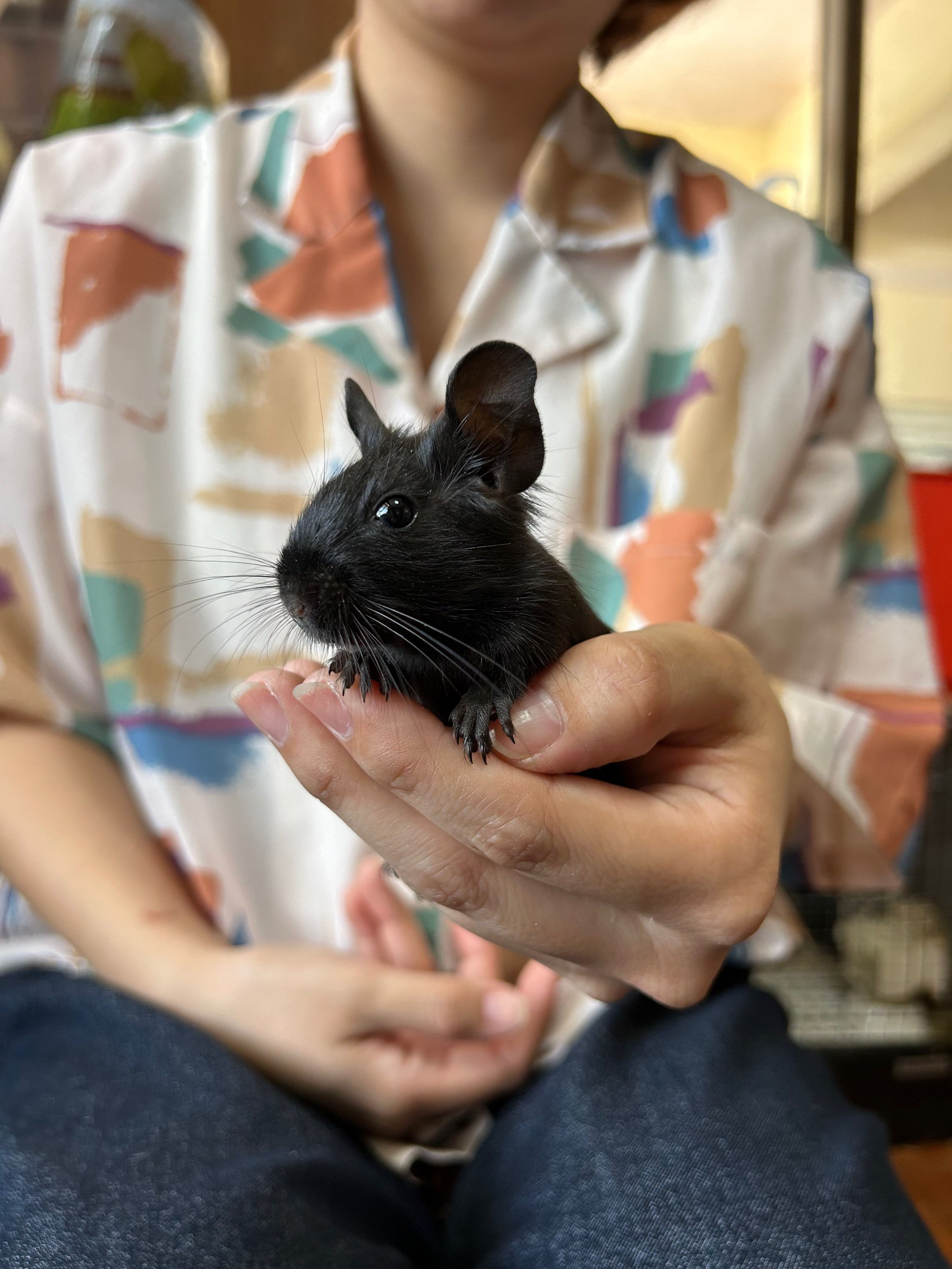 【完売】デグー ブラック メス