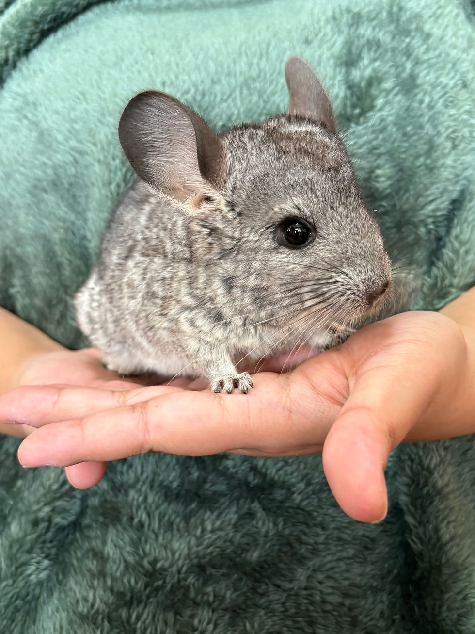 サムネイル： 【完売】チンチラ スタンダードグレー メス