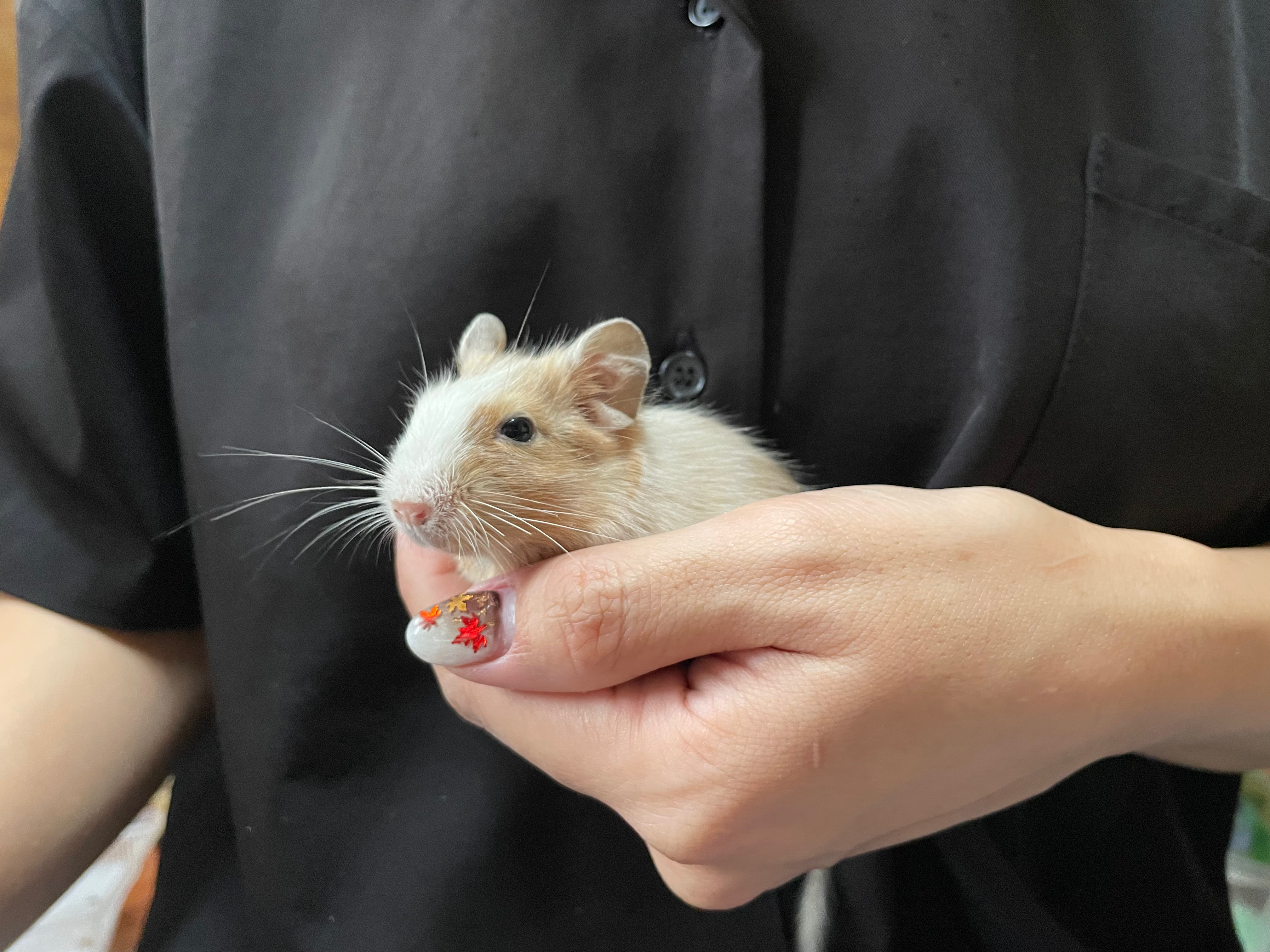 【完売】デグー サンドパイド オス