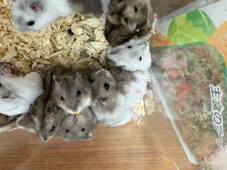 ハムスター🐹