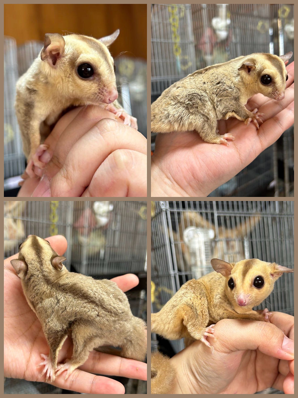 レアカラー✨フクモモ