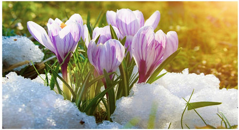 2026 Spring Vendor poster_edited.jpg