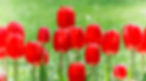 Grow with DAPS Homepage Banner (1)_edited.jpg