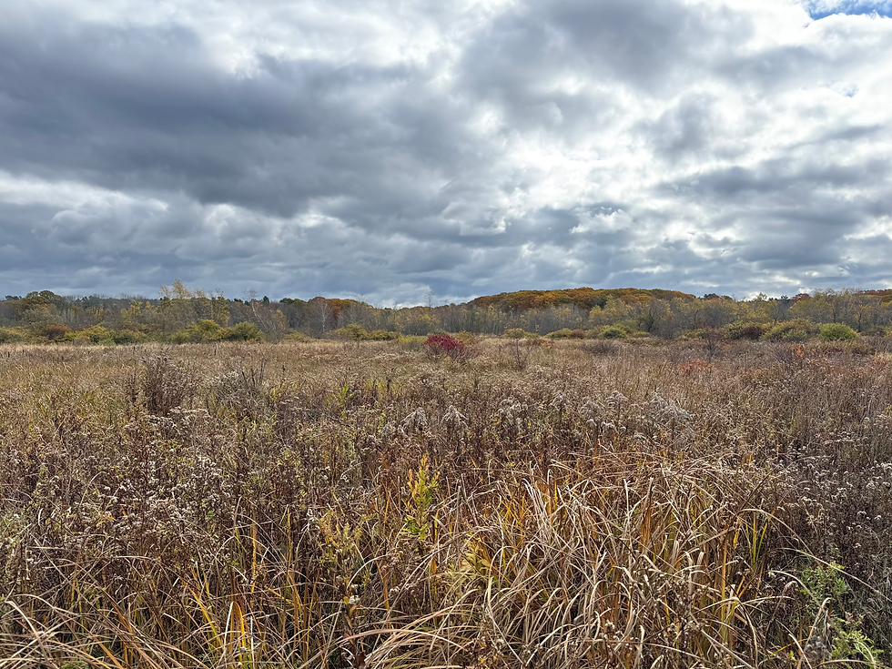 Old Field