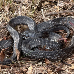 black snake pine litter