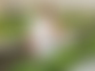 Mandair family holding a basket of strawberries and standing among rows of strawberries growing in their greenhouse.