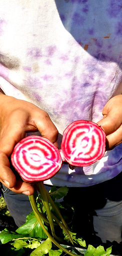 KPU Farm Chioggia Beet cross section_edited.jpg