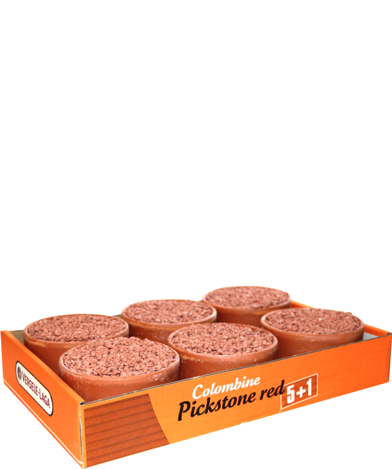 Colombine Pickstone Pedra Picar Vermelha Multipack