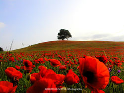 papaveri_wix1