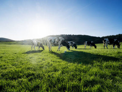 Potenziare il settore lattiero-caseario: il GAL Valle Brembana nei territori dell'Alto Molise