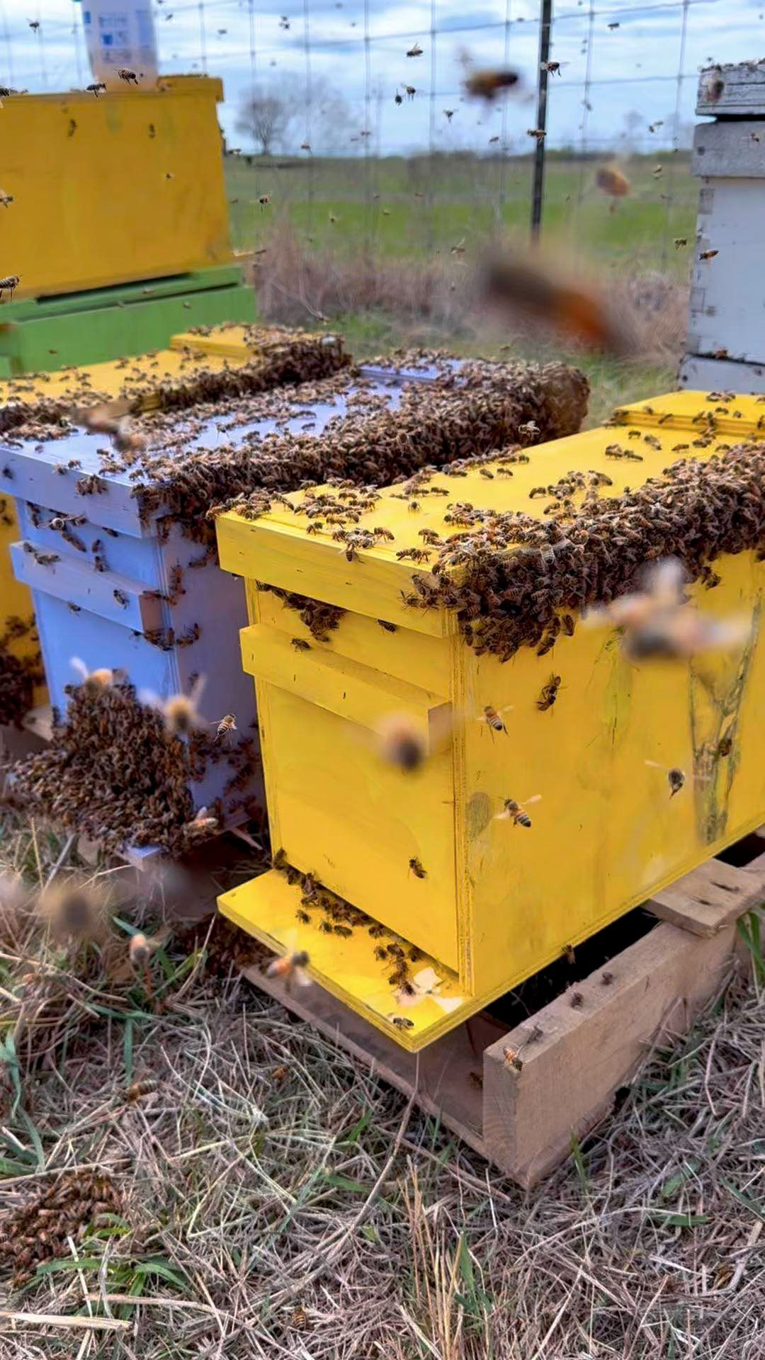 Live HoneyBee Colonies - 5 Frame Nuc Colony