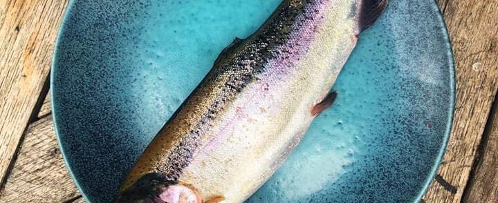 FRESH RAINBOW TROUT GUTTED