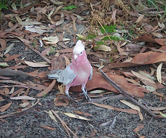 Pink Parrot
