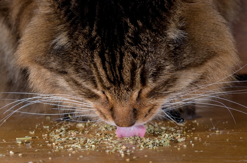 BENEFICIOS DEL CATNIP EN TUS GATOS