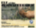 Rocky Mountain Elk