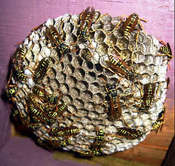 Waspnest.jpg