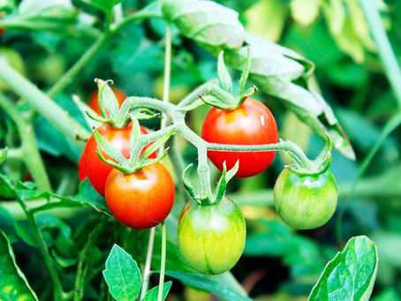 O que são alimentos geneticamente editados? São seguros para comer?