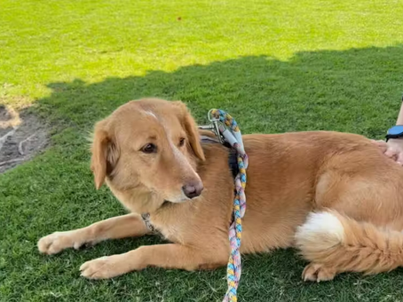 Cachorra perdida volta para casa após nadar até uma ilha; percorreu 160 km