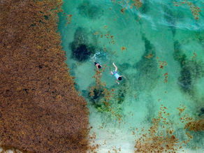 Sargassum, a maré marrom que ameaça a costa do Caribe: veio para ficar?