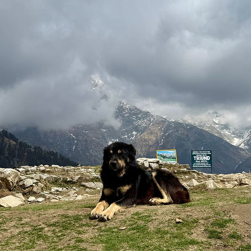 triund top dog.jpg