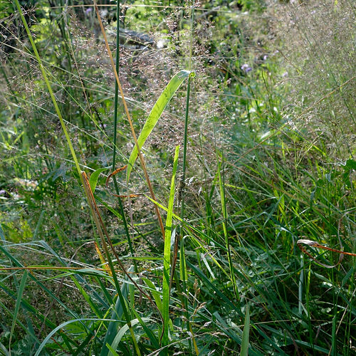 _DSC5693.jpeg